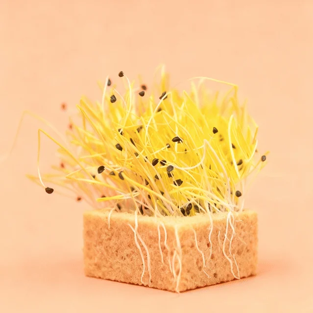Onion Barbra Microgreens